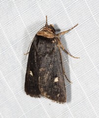 Proteuxoa testaceicollis