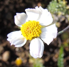 Phymaspermum trifidum