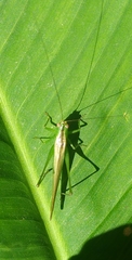 Conocephalus longipes