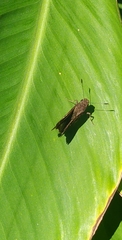 Hesperiinae