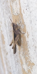 Orphulella punctata