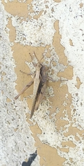 Orphulella punctata
