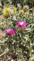 Centaurea sphaerocephala
