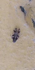 Cixiosoma bonaerense