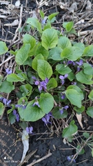 Viola odorata