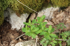 Euphorbia squamosa