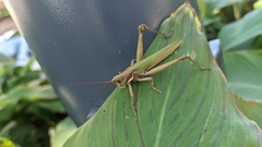 Coryacris angustipennis