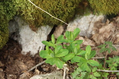 Euphorbia squamosa
