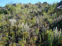 Phymaspermum trifidum