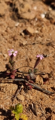 Silene sedoides