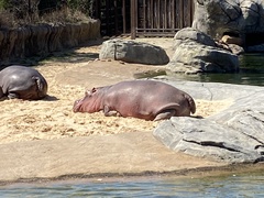 Hippopotamus