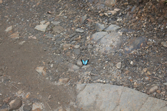 Lymanopoda caeruleata