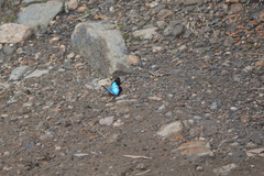 Lymanopoda caeruleata