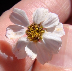 Phymaspermum trifidum