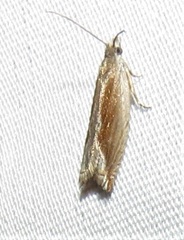 Ancylis diminuatana