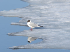 Chroicocephalus ridibundus