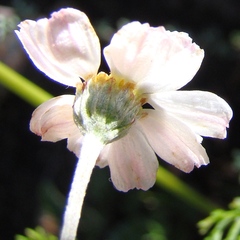 Phymaspermum trifidum