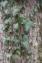 Hedera caucasigena