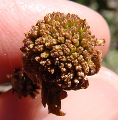 Phymaspermum trifidum