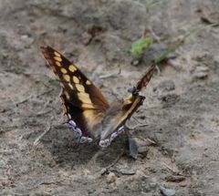 Charaxes guderiana guderiana