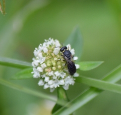Hylaeus confluens
