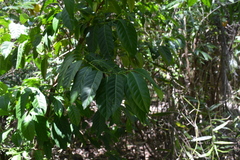 Aidia cochinchinensis