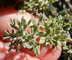 Phymaspermum trifidum
