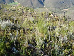 Phymaspermum trifidum