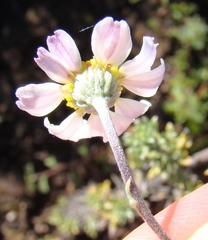 Phymaspermum trifidum