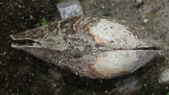Sinanodonta woodiana