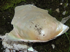 Sinanodonta woodiana