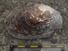Sinanodonta woodiana