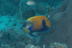 Pomacanthus navarchus