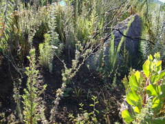 Phymaspermum trifidum