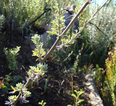 Phymaspermum trifidum