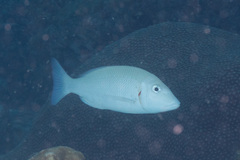 Lethrinus lentjan