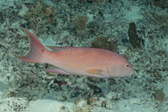 Variola albimarginata