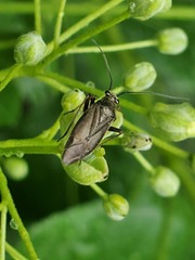 Irbisia californica