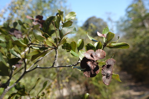 Terminalia tropophylla (Terminalia tropophylla)