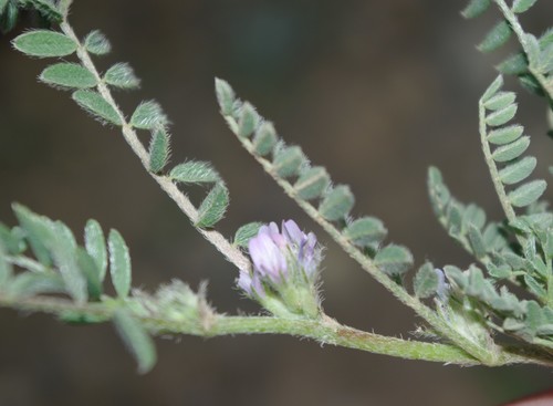 Astragalus sesameus