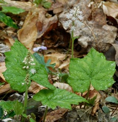 Tiarella austrina