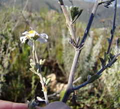 Phymaspermum trifidum