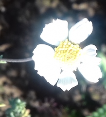 Phymaspermum trifidum