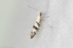 Argyresthia austerella