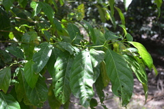 Aidia cochinchinensis