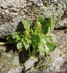 Umbilicus heylandianus