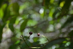 Aidia cochinchinensis