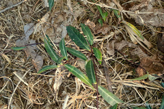 Hemidesmus
