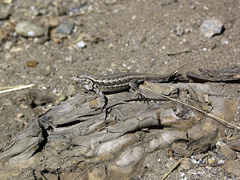 Sceloporus graciosus gracilis