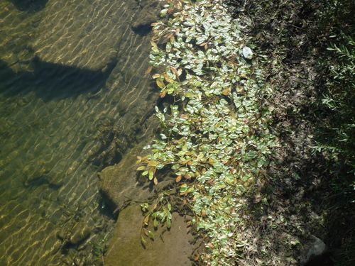 Longleaf Pondweed